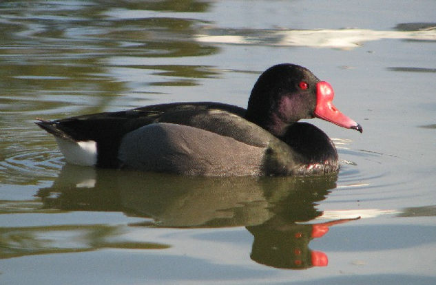 Pato Picazo 