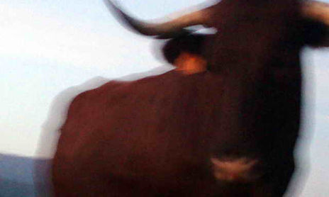 Animales