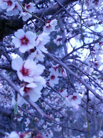 Almendros