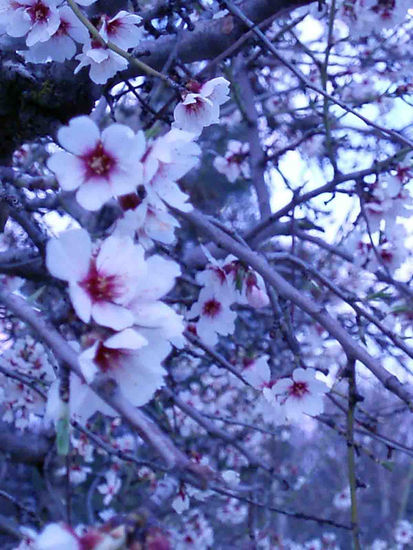 ALMENDROS 