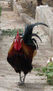 gallo