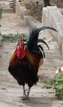 Gallo