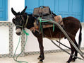 burro