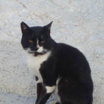 Animales thumbnail 2