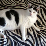 Animales thumbnail 1