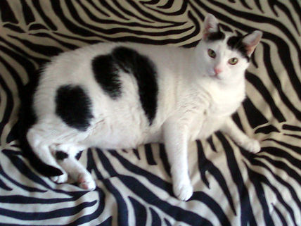 Tiko