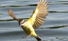 Aves argentinas