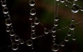 perlas de agua.