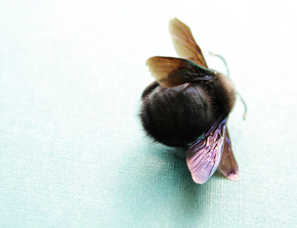Naturaleza Muerta