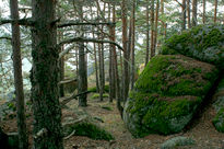 Bosque invernal