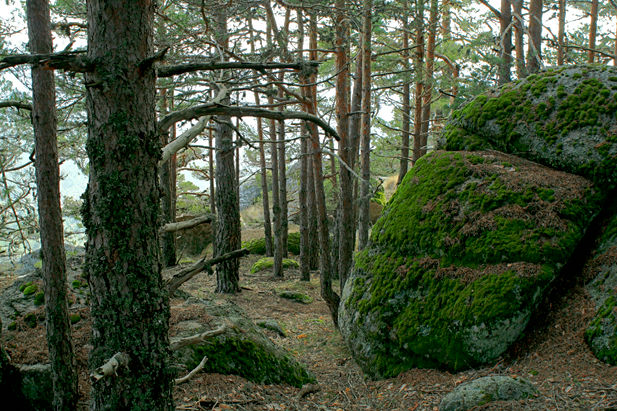 Bosque invernal 