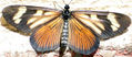 Mariposa