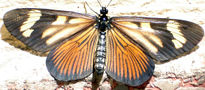 Mariposa