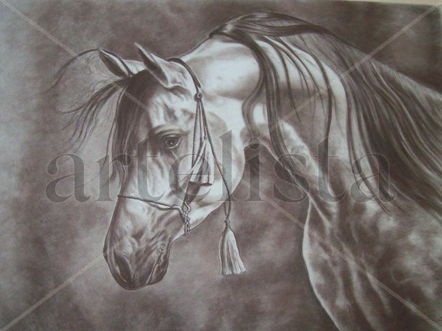 Caballo arabe