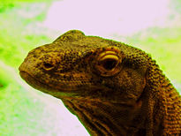 Lagarto