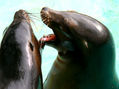pelea de focas