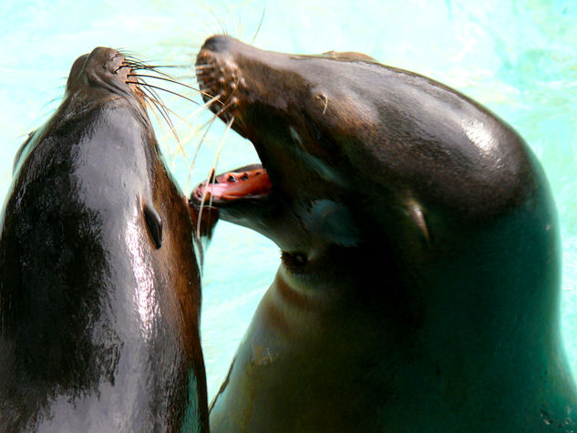 pelea de focas 