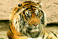 Tigre