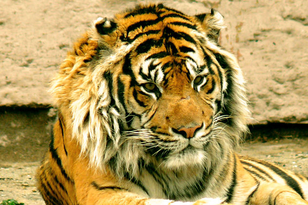 tigre 