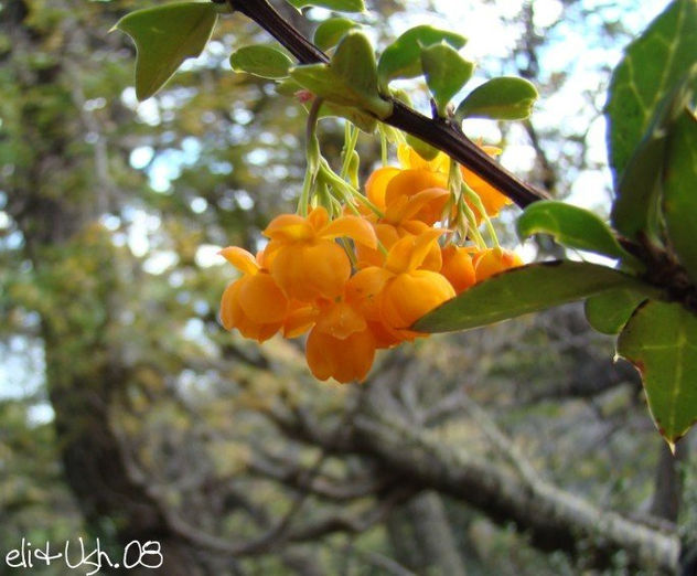 Flores en el fin del mundo