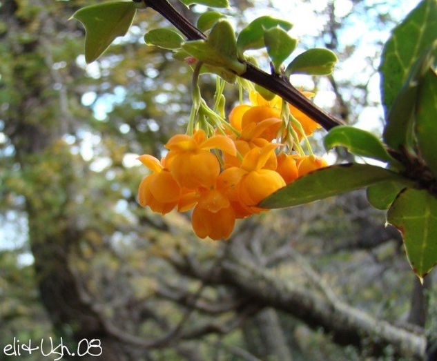 Flores en el fin del mundo 