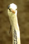 cuello largo