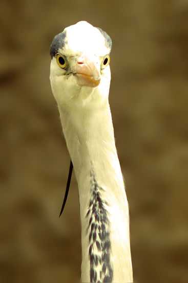 cuello largo 