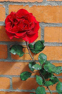 La rosa en la pared