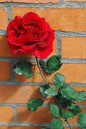 LA ROSA EN LA PARED