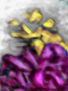 AMARANT 2