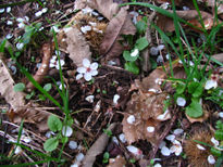 Otoño en el castaño