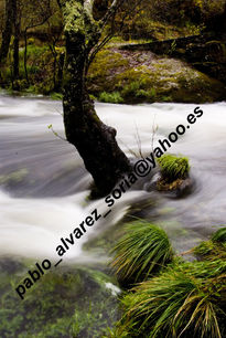 Agua y arbol