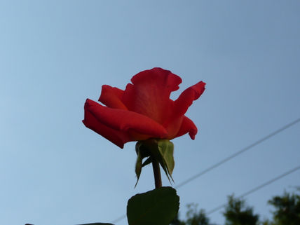 Una rosa al cielo