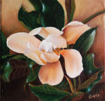 Magnolia