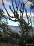 Árbol Nudoso