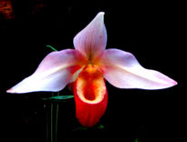 Orquídea Pura