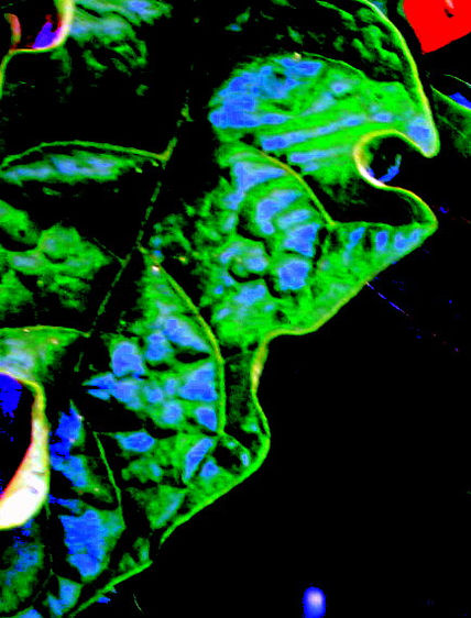 Hoja