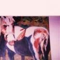 caballos thumbnail 2