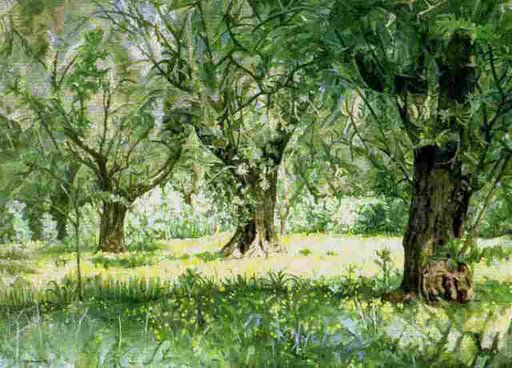 OLIVOS, HABAS Y VINAGRERAS (ALCOLEA)