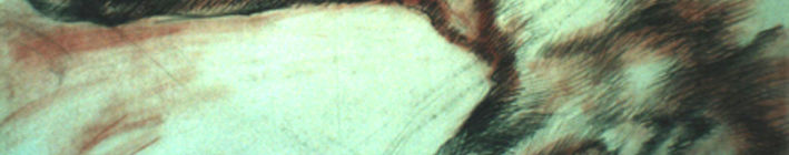 Imagen de portada