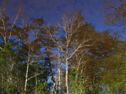 Reflejo