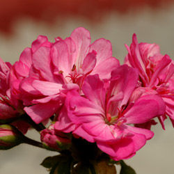 Rosa I