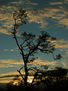 Silueta al Atardecer