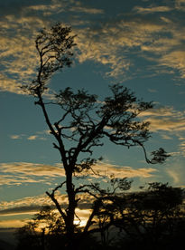 Silueta al Atardecer