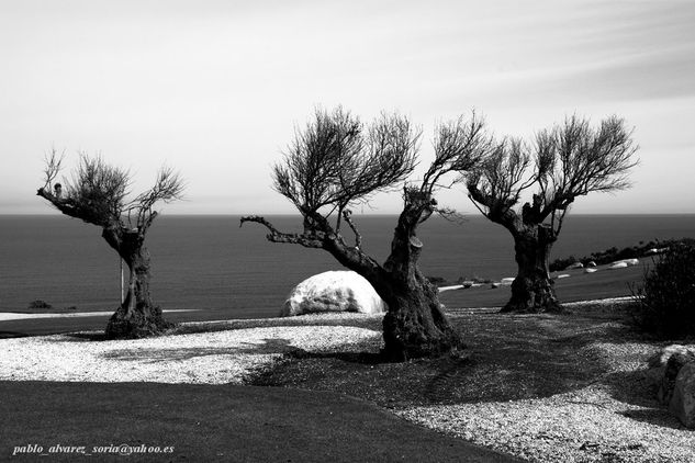 OLIVOS Nature Black and White (Digital)