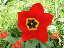 Tulipan rojo