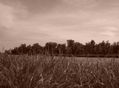 Donau