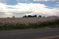 Verano en Guanacaste