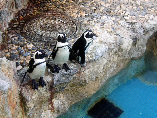 Pinguinos 