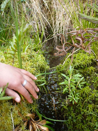 MANANTIAL EN EL PARAMO 